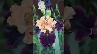 #iris #garden #flowers #floriculture #perennial #plants #beautiful #botany #bloom #ирис #цветы #сад