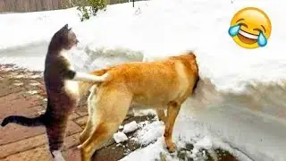 Funniest Animal Videos 😆 Try Not To Laugh Cats And Dogs 🤣 😆 CHARLIE #11