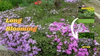 Long-Blooming Flowers! 5 Long-Lasting Low-Maintenance Plants 🌸