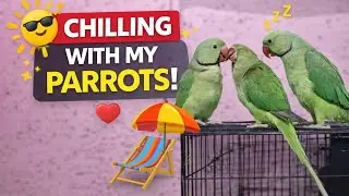 Welcome to Parrot Trio LIVE!Watch our parrots eat, play, and relax. Enjoy 🦜