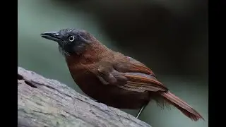 ハイガシラモリチメドリ（Grey-headed Babbler）は早くて動画で追い切れない