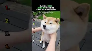 Shiba Inu's Make The World Better 😂😂