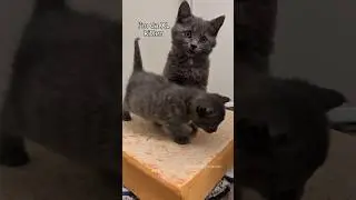 XL Kitten vs XS Kitten #BlendedFurFamily #FosterKittens #XLBigBrother #XSChaosCrew #KittenAntics