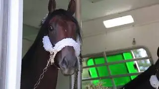 Arlington Million: Trainer Chad Brown horses arrive at Arlington International