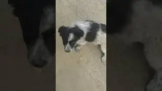 Street Black Eye Shed Dogi #youtubeshorts