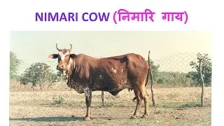 Nimari Cow - Cattle Breed From Madhya Pradesh - निमारि नस्ल की गाय