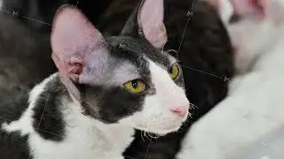 Curious Cornish Rex cat looking away with intense yellow eyes
