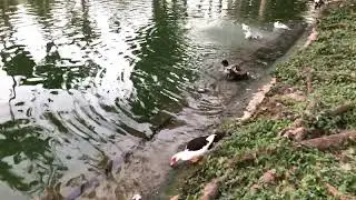 Codrington College In St. John Barbados (With Duck 🦆Pond)🇧🇧2