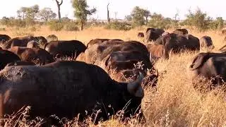 BUFFALOS Run Amok in the Savannah Afternoon!🐃💯