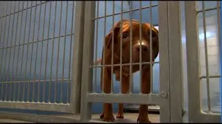 Jacksonville's Animal Care & Protective Services 'urgently' needs foster homes for 60 dogs