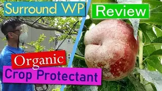 How to Apply Surround WP Crop Protectant Kaolin Clay Organic Insect Barrier Repellent Review
