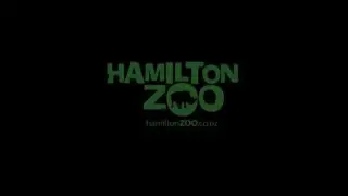 Birth of baby chimpanzee - Hamilton Zoo, New Zealand