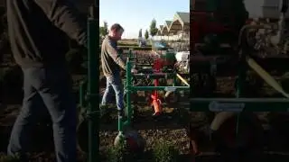 Buxus snoeien tuincentrum verheggen