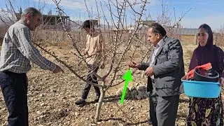 A winter morning in the garden: An Engineer's Lesson on Pruning Almond Trees