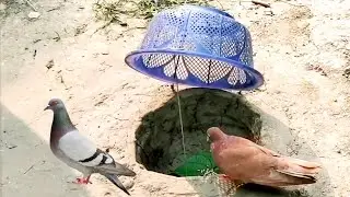 Easy Undergund Pigeon trap using plastic basket //Bird Trap