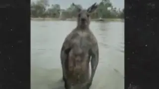 Caught on camera: Man takes on kangaroo to save dog