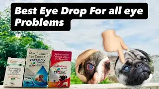 Best eye Drop for all eye Problems #dogeyes #dog #eyeproblem 