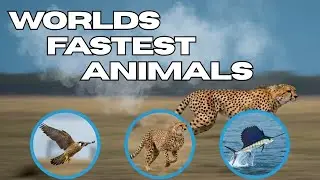 Worlds Fastest Animals On The Planet Top 10 Count Down E.I.D.