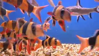 The Order Cypriniformes: An Overview