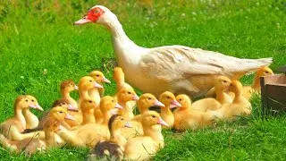 DUCK BIRDS & KIDS ULTRA PRO COLLECTIONS 2016 New Versions (WILD BIRDS)