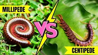 Centipede vs Millipede | What's the REAL Difference?