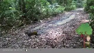 Friends of Rio - Amazon Rainforest  - Camera Traps - Red Rumped Agouti - Cutia  Cam Trap Sept 2021
