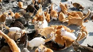 How One Woman Saved the Cats on Japan&rsquo;s Cat Island