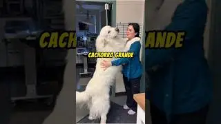 Cachorro GRANDE pode viver dentro de casa?
