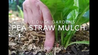 Peastraw mulch for beginners.