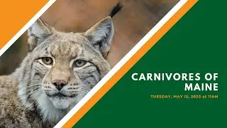 Carnivores of Maine