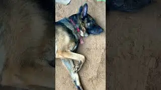 Aashiq Peter 😂#germanshepherd #peterlovers #myanimal #impeter #pets #love