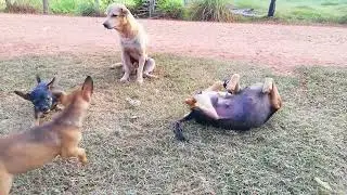 Poor dog family