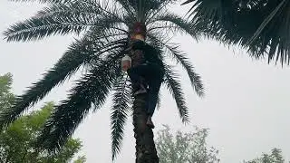 খাঁটি খেজুর রসের স্বাদ | শীতের ভোরে গ্রামের মায়া। ২য় পাঠ....!