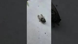 How big is Japanese cicada insect || cicada sound in Japan #nature #birds #animals #insects #wild