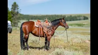 New Video Added! Beauty Hip# 8 | Diamond-McNabb Ranch Horse Sale