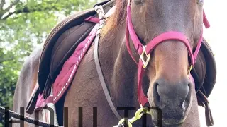 How To Tack Up - English!