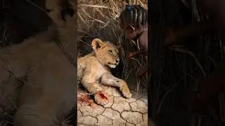 🦁 Brave Tribal Child Rescues a Wounded Lion CubHeartwarming Story  #wildlife #animals #lion #africa