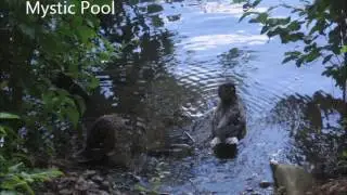 William Grant Still: Mystic Pool (from 