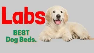 best dog beds for labs 2020| best-selling dog beds on amazon.😍