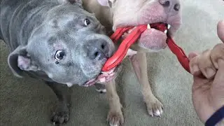 Talking Pitbulls Game Of Tug Of War Gets Intense! 😳🤗
