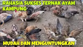 🔥 RAHASIA SUKSES TERNAK AYAM KAMPUNG UNTUNG BESAR! 🔥
