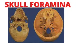Skull Foramina and Structures Passing Through Them