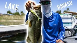 Lake Havasu Bass Fishing Arizona | SwimBaits in the Desert