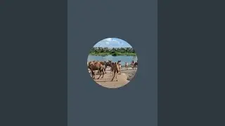 Thar Tv is live!A desert morning with animals