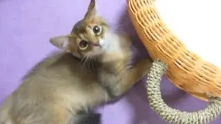 ソマリの子猫オムニバス　(Somali kitten omnibus)
