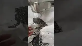Lithium-Ion Battery Crusher for Safe Recycling and Component Reuse - Genox Recycling Tech