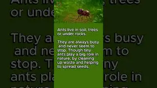 Learn English Through Stories   Ant
