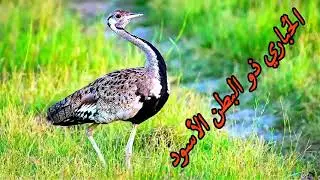 طائر الحُباري ذو البطن الأسود