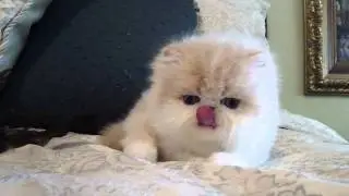 Flower a Cream White Persian kitten from Belcherpurrs