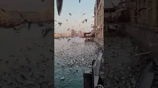 Flight of Pigeons #pidgeon #birds
